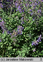 Nepeta ×faassenii (kocimiętka Faassena)