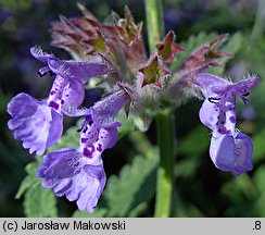 Nepeta ×faassenii (kocimiętka Faassena)