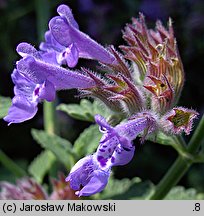 Nepeta ×faassenii (kocimiętka Faassena)