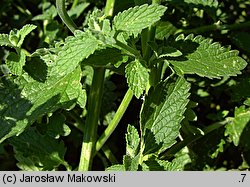 Nepeta ×faassenii (kocimiętka Faassena)