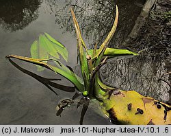 Nuphar lutea (grążel żółty)