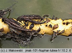 Nuphar lutea (grążel żółty)