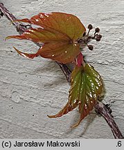 Parthenocissus tricuspidata (winobluszcz trójklapowy)