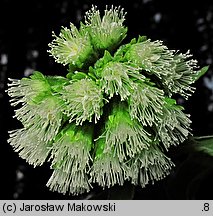 Petasites albus (lepiężnik biały)