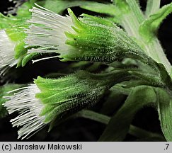 Petasites albus (lepiężnik biały)