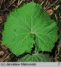 Petasites albus (lepiężnik biały)