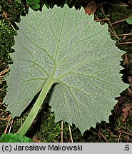 Petasites albus (lepiężnik biały)