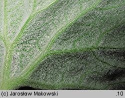 Petasites albus (lepiężnik biały)