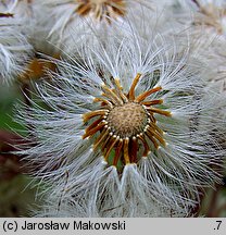 Petasites hybridus (lepiężnik różowy)