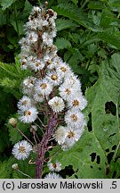 Petasites hybridus (lepiężnik różowy)