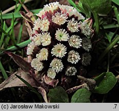 Petasites hybridus (lepiężnik różowy)