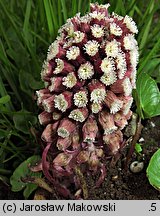 Petasites hybridus (lepiężnik różowy)