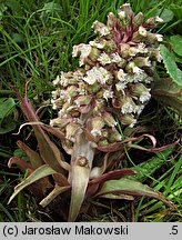 Petasites hybridus (lepiężnik różowy)