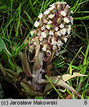 Petasites hybridus (lepiężnik różowy)