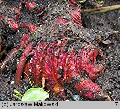 Petasites hybridus (lepiężnik różowy)