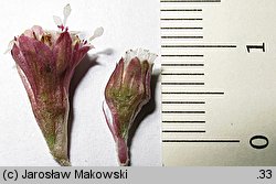 Petasites hybridus (lepiężnik różowy)