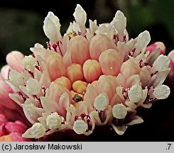 Petasites hybridus (lepiężnik różowy)