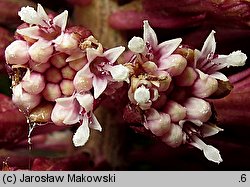 Petasites hybridus (lepiężnik różowy)