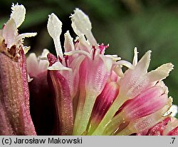 Petasites hybridus (lepiężnik różowy)