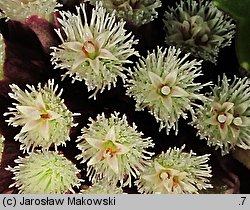 Petasites hybridus (lepiężnik różowy)