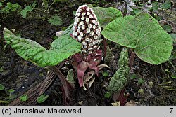 Petasites hybridus (lepiężnik różowy)