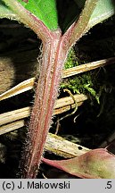 Petasites hybridus (lepiężnik różowy)