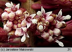 Petasites hybridus (lepiężnik różowy)