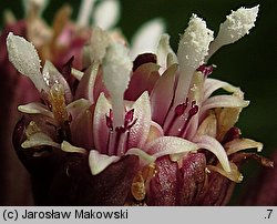 Petasites hybridus (lepiężnik różowy)