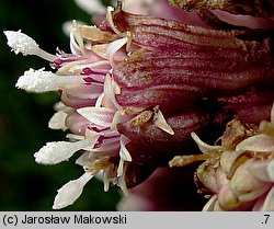 Petasites hybridus (lepiężnik różowy)