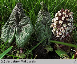 Petasites hybridus (lepiężnik różowy)