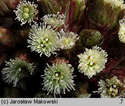 Petasites hybridus (lepiężnik różowy)