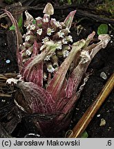 Petasites hybridus (lepiężnik różowy)