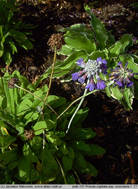 Primula capitata ssp. mooreana