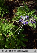 Primula capitata ssp. mooreana