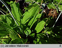 Primula capitata ssp. mooreana