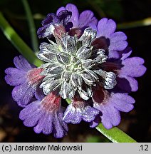 Primula capitata ssp. mooreana