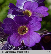 Primula capitata ssp. mooreana