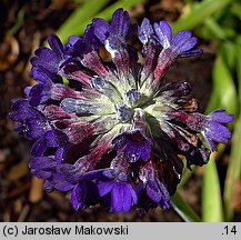 Primula capitata ssp. mooreana