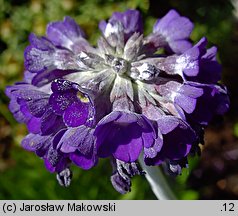 Primula capitata ssp. mooreana