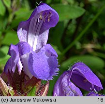 Prunella grandiflora (głowienka wielkokwiatowa)