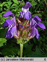 Prunella grandiflora (głowienka wielkokwiatowa)