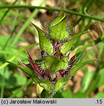 Prunella grandiflora (głowienka wielkokwiatowa)