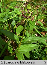 Prunella grandiflora (głowienka wielkokwiatowa)