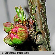 Amygdalus trilobata (migdałowiec trójklapowy)