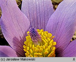 Pulsatilla vulgaris (sasanka zwyczajna)