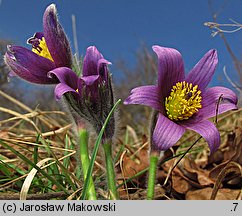 Pulsatilla vulgaris (sasanka zwyczajna)