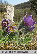 Pulsatilla vulgaris (sasanka zwyczajna)