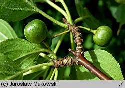 Rhamnus cathartica (szakłak pospolity)