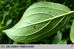 Rhamnus cathartica (szakłak pospolity)