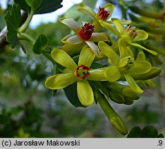 Ribes aureum (porzeczka złota)